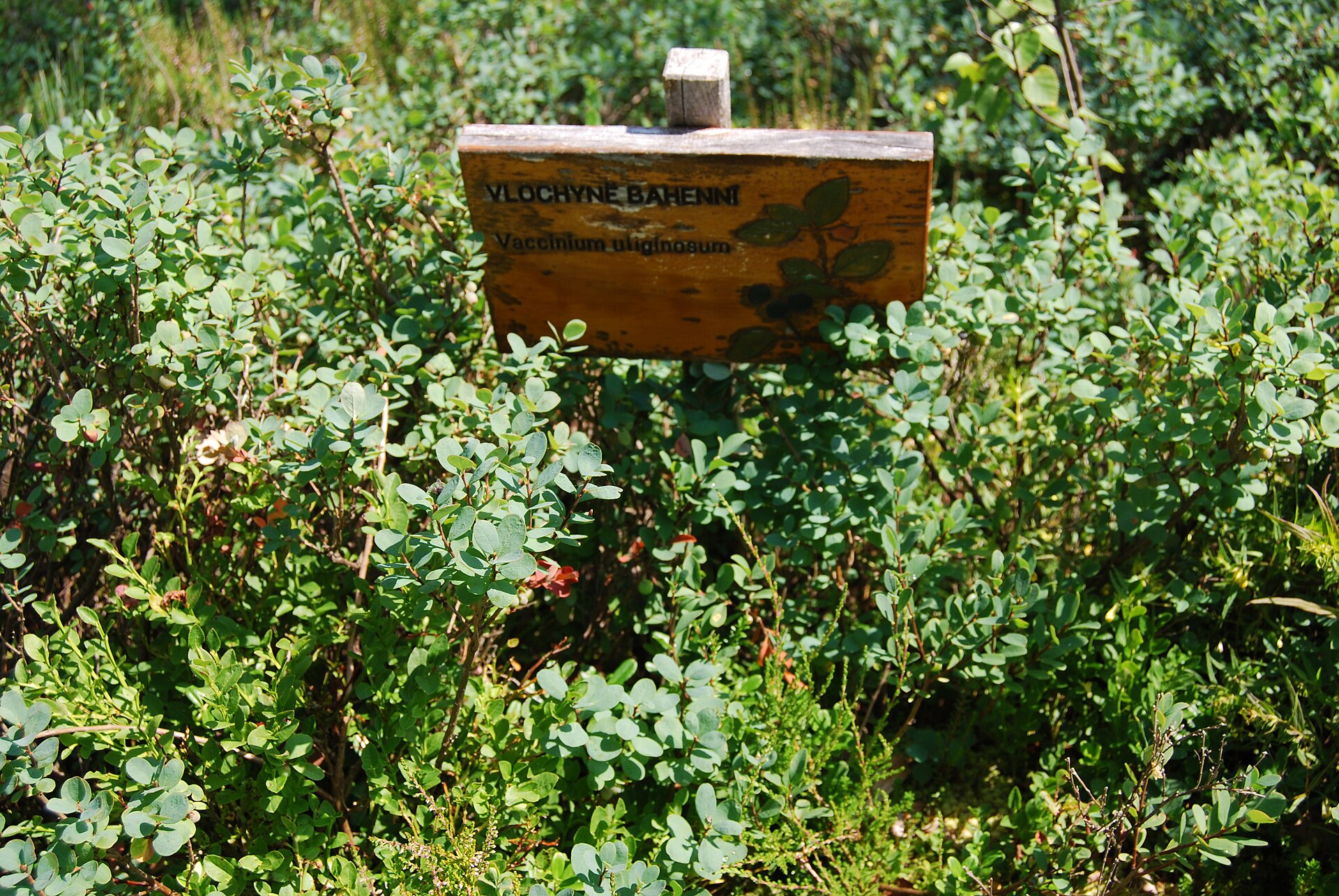 Chalupská slať peat bog in Šumava