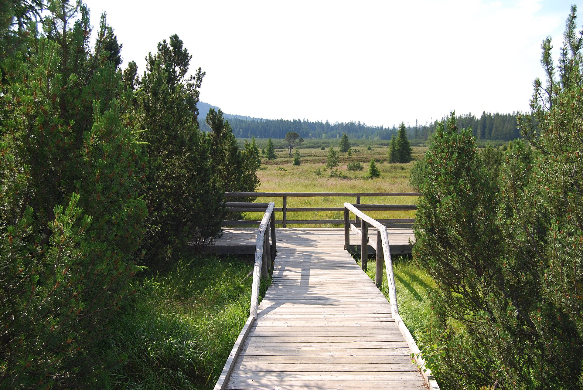Jezerní slať peat bog
