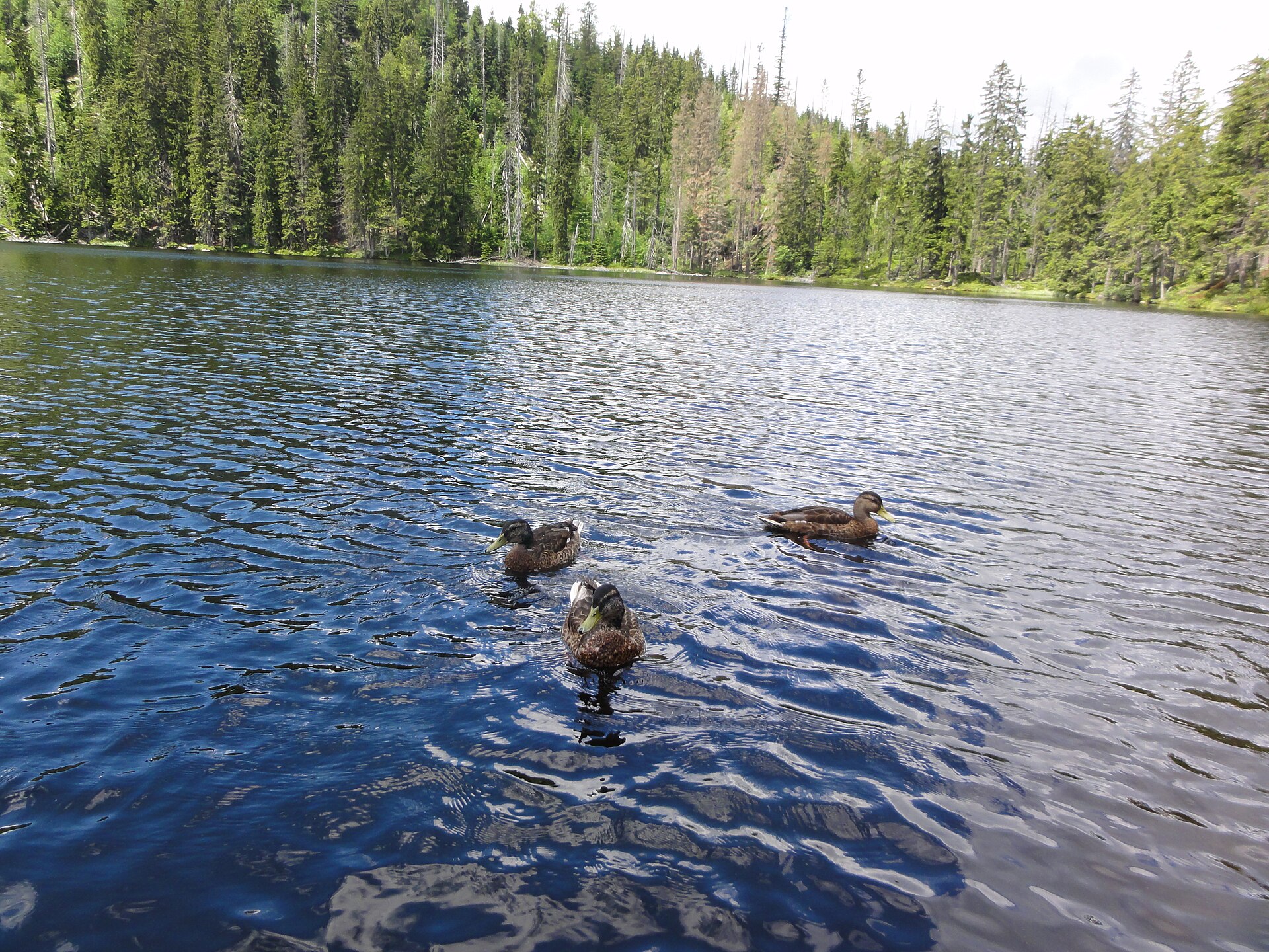 Prášilské jezero in Šumava